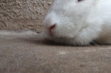 I'm back to being the queen's nanny