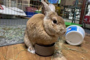 Peets in the Pellet Dish!