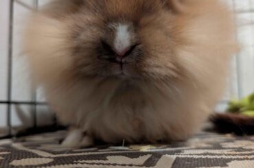 Grooming a baby bunny