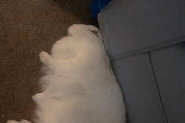 The flop