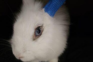 Pearl us doing well after surgery