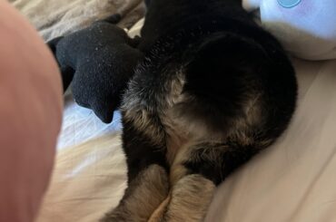 Alexa, play Fat Bottomed Girls