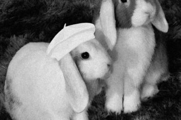 Midnight at Carrot Alley