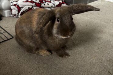 Any ideas on what breed is my bunny?