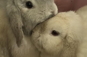 Rehoming 1 Year Old Bunnies/ NYC