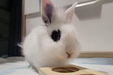 Advise on baby bunny (picture included)