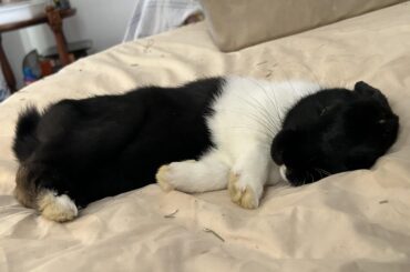 Eepy Bebtime Boi ❤️❤️