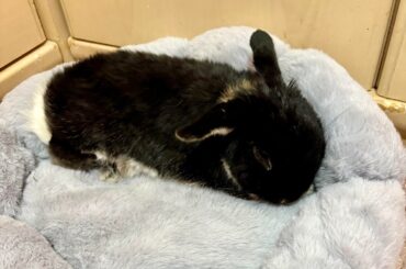 Ivy just got through anaesthetic and a dental at 14 years old, I’m so proud of my girl 🌟