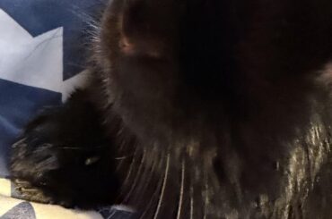 Shadow’s paws ♥️