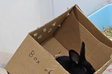 Goofy Toothless
