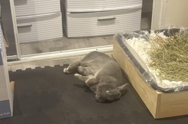 Sleepy bun (I swear he does this all the time, he’s fine).
