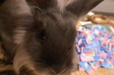 I love my bunny