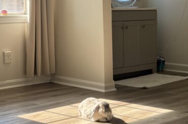 Vet Recommendation for abscess