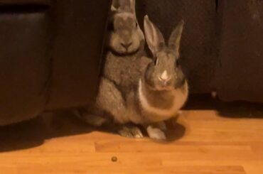 my love buns