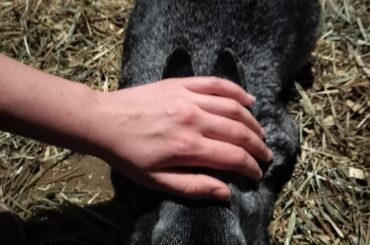 Why does my bunny become flat when pet?