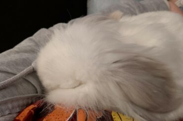 What to do when you are a mad boy but want cuddle