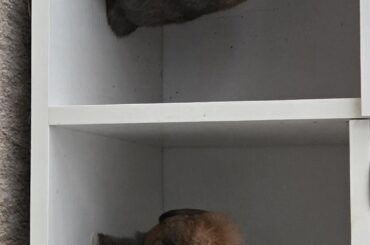 Surprise under my desk