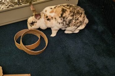 Nibbles gotcha day.