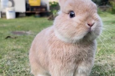 Smol bunny with big attitude