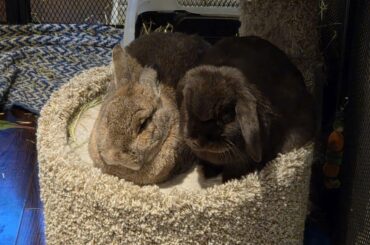 Has your bunny ever caught snuffles from another dog before?