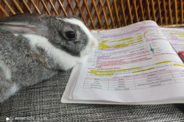 Teaching bun biology