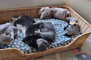 Minuit and Poirot having a sun bath