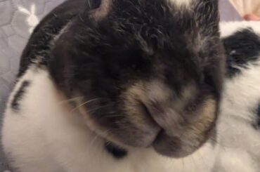 my bunny 💞(first post)