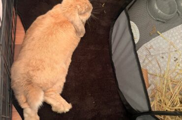 Lost my beautiful girl Milo