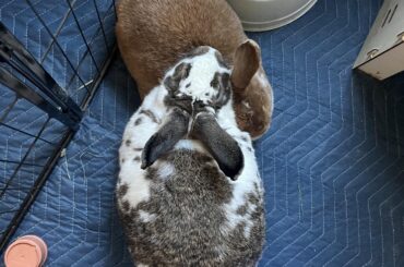 Bunny cuddle time ❤️🐰