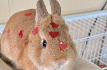 Anyone else got a “long ND” comment from their vet?