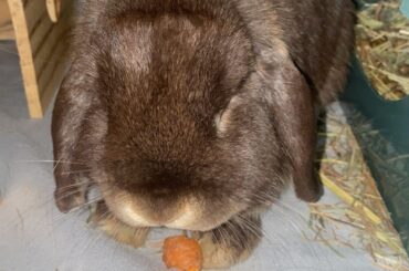 Help new rabbit owner!