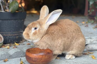 What’s one thing every rabbit owner should know but usually doesn’t?