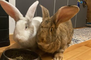 What kind of breed the white is?