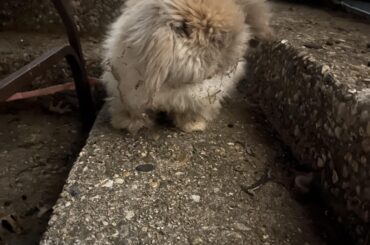 Neglected rabbit. Need advice