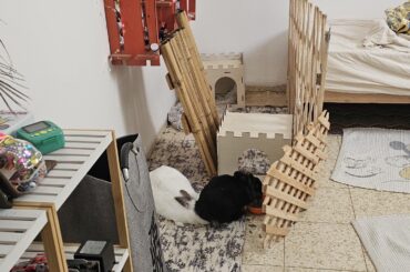 Kika asking for pets from Snowball's wrong end...
