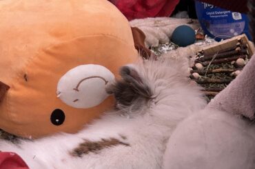 Comfy Bunny
