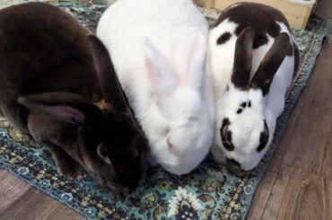 The B.B.B (Better Bunny Bureau)