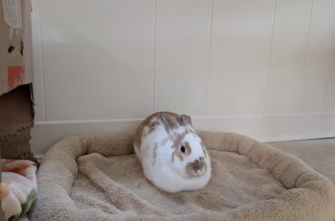 Name my rabbit