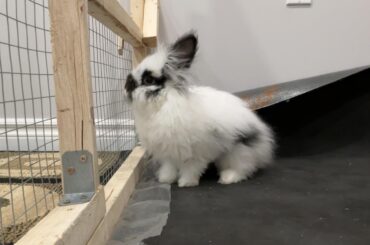 My guard bun Millie ☺️