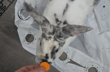 First rabbit ive owned. Shes finally starting to like me :)