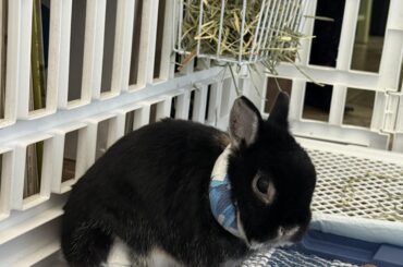 Sesame broke his foot, please keep him in your thoughts! ❤️