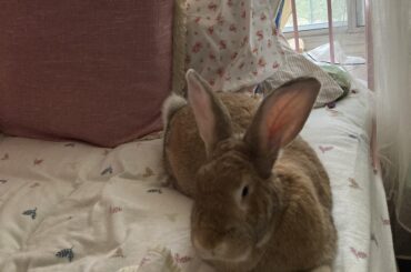 Advice for looking at Bunny’s mouth?