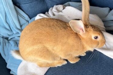 Here’s a fun one: breed guesses for this family of all black (except 1 orange) bunnies?