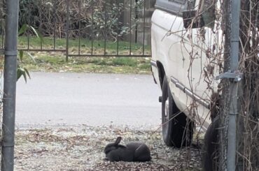 Is this a wild or abandoned bun?