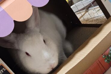 Will you buy flowers from Eloise?!