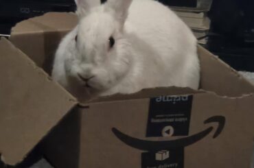 When the Cat's Away the Bun will Play