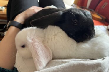 After around 10 years, finally I have rabbits again. Coco and Nut 🥥🐇🥰
