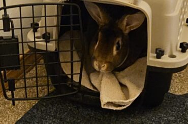 On our way to the after hours vet