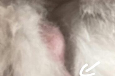Weird thing on bunnys testicle