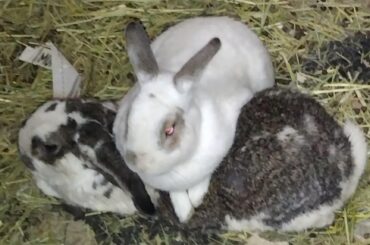 He's Nine Years Old And Paying Spine Taxes